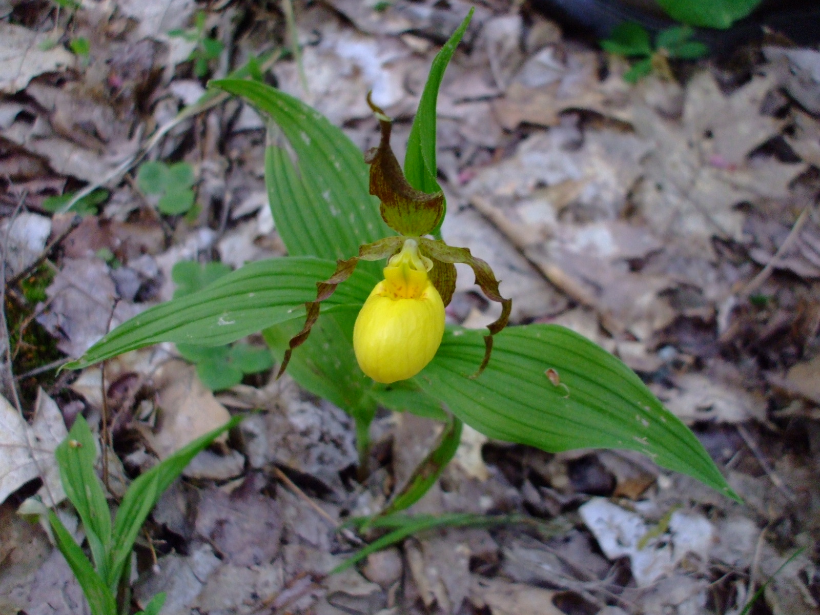 Cypripedium pubescens